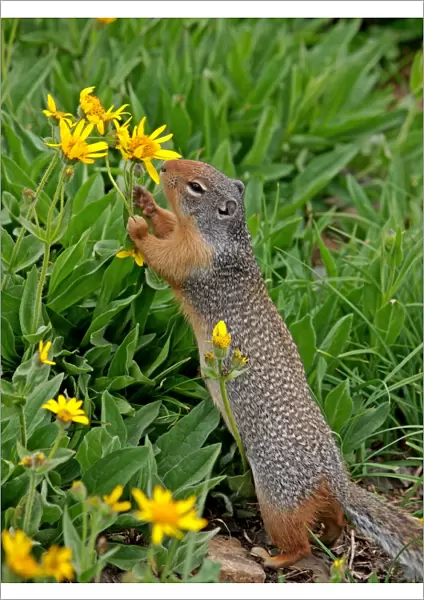 Columbian Ground Squirrel - eating flower - Glacier National Park - USA