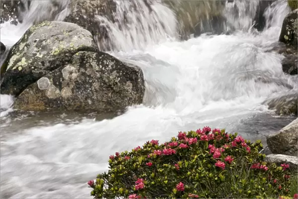 Alpenrose - in flower by an alpine stream - Engadin valley - Switzerland