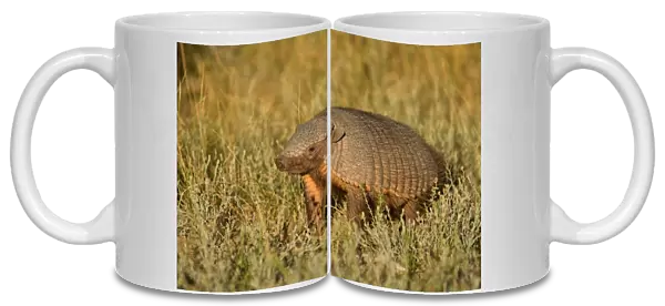 Big Hairy Armadillo  /  Larger Hairy Armadillo - adult foraging in pampa - Reserva Faunistica Peninsula Valdes - UNESCO World Heritage Site - Atlantic Coast - Patagonia - Argentina - South America