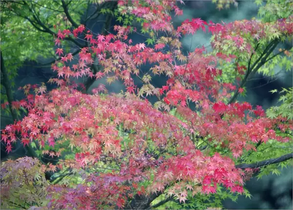 Japanese Maple Tree - autumn - Hessen - Germany