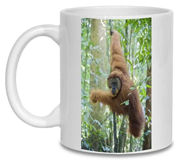 Sumatran Orangutan - Dominant adult male - North Sumatra - Indonesia - *Critically Endangered