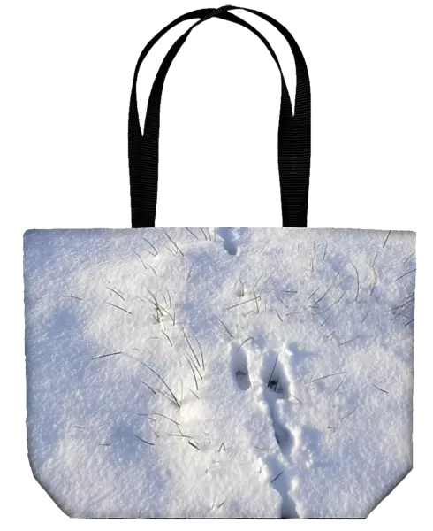 Common  /  European Hare - tracks in the snow - Overijssel - The Netherlands