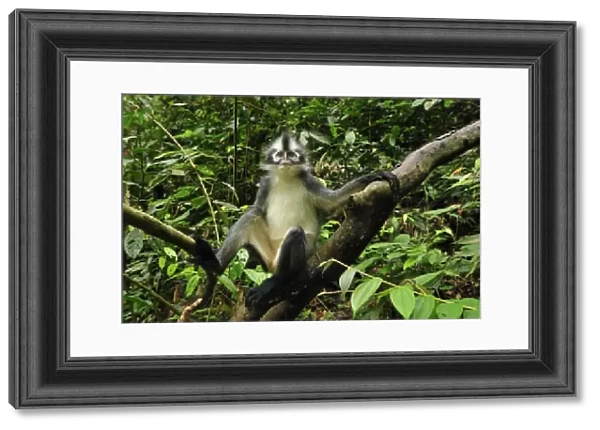 Thomas's Langur  /  Thomas's Leaf Monkey - Gunung Leuser National Park - Northern Sumatra - Indonesia