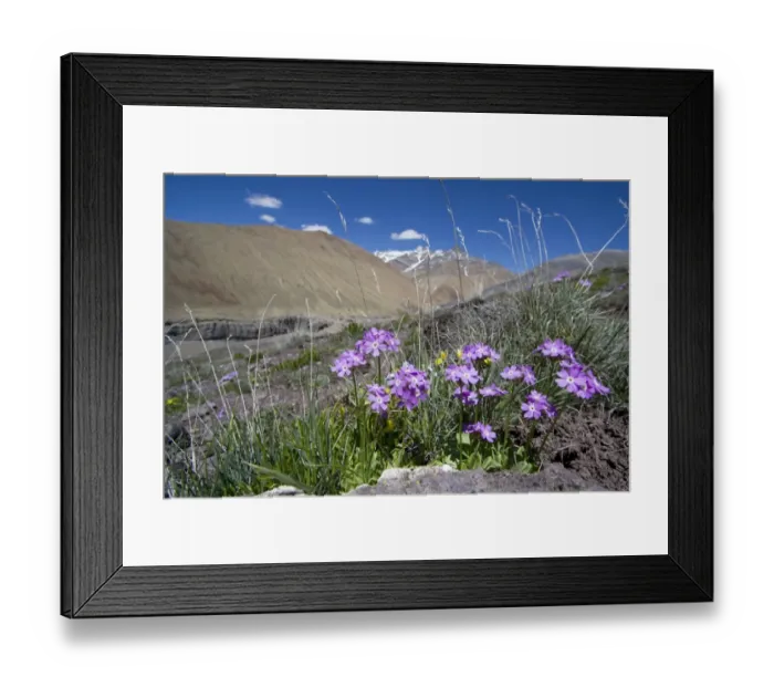 Framed Print : Primula Print from Upper Suru Valley Ladakh Framed Print : Primula Print from Upper Suru Valley Ladakh