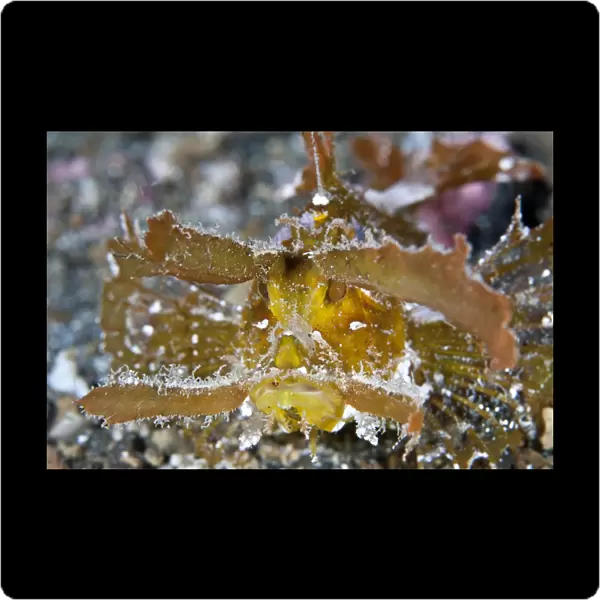 Ambon Scorpionfish - Indonesia