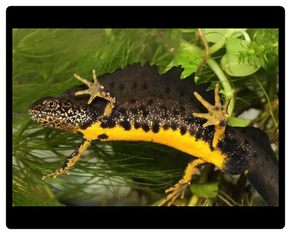 Great Crested Newt - male - Switzerland