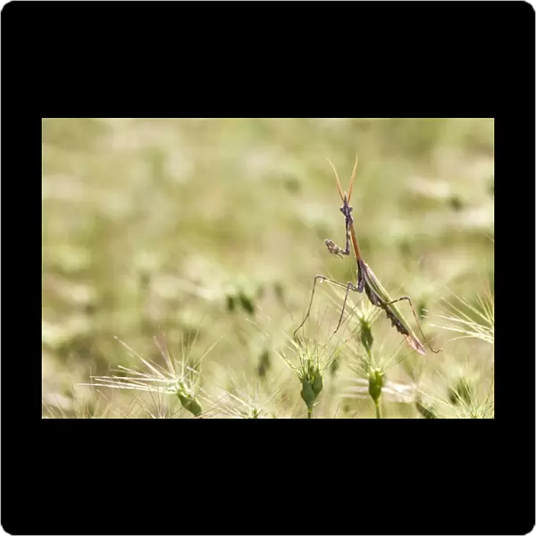 Cone-head Mantis - in habitat - Tuscany - Italy