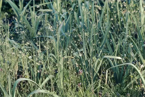 Thale Cress - Weed amongst Leeks