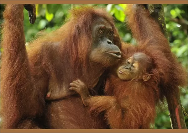 Sumatran Orangutan - mother with baby - Gunung Leuser National Park - Northern Sumatra - Indonesia