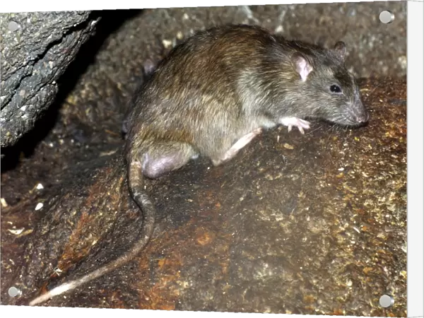 Brown  /  Common  /  Norway Rat - adult male with descended testes for breeding