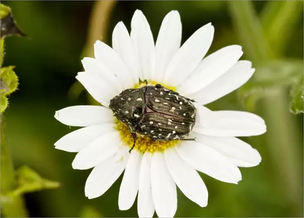 Chafer Beetle - on Ox-eye Daisy flower