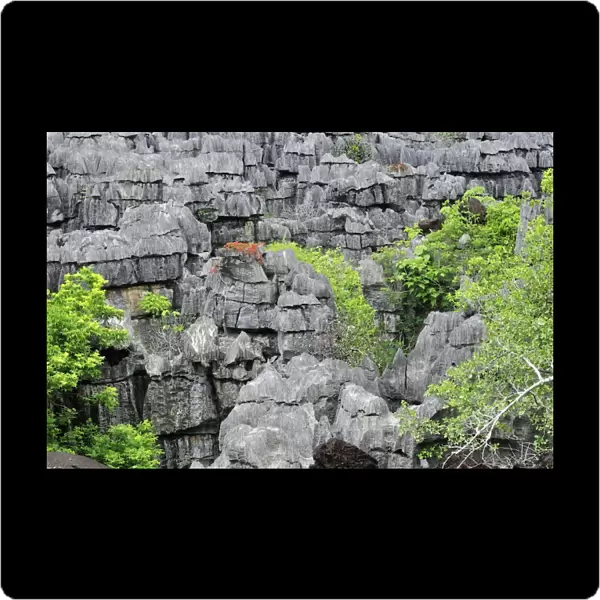 Tsingy - Limestone pinnacles - Ankarana National Park - Northern Madagascar