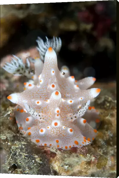 Nudibranch - Indonesia