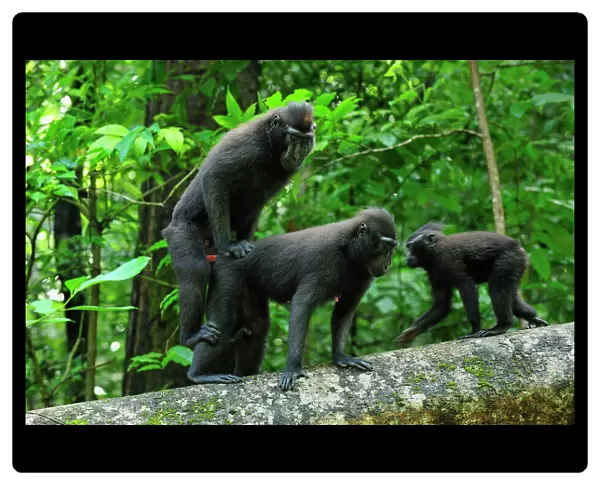 Celebes Crested Macaque  /  Crested Black Macaque  /  Sulawesi Crested Macaque  /  Black Ape - mating - Tangkoko Nature Reserve - North Sulawesi - Indonesia