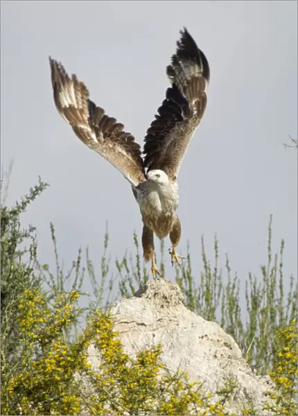 Long-legged Buzzard - taking off - Southern Cyprus - April