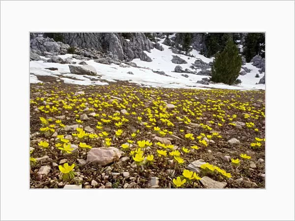 Winter Aconite - in the large-flowered form known as Eranthis cilicicus, at the snow-line in the Taurus Mountains, Turkey