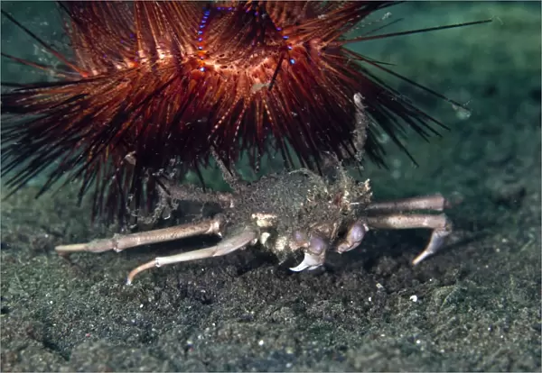 Sea Urchin Crab - with Urchin (Astropyga radi) - Indonesia
