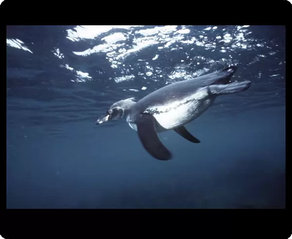 Galapagos Penguin - swimming underwater - Bartholemew Island AU-794