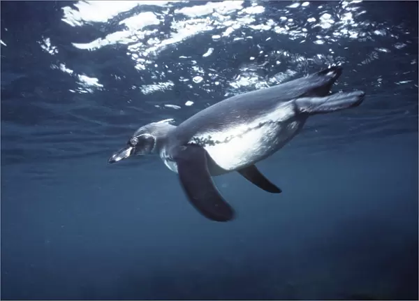 Galapagos Penguin - swimming underwater - Bartholemew Island AU-794