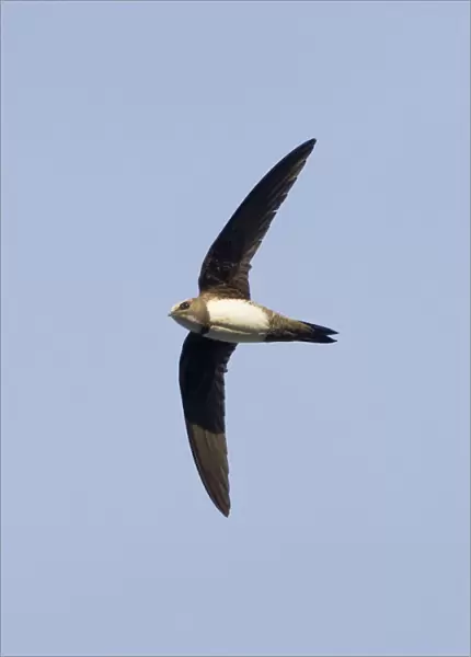 Alpine Swift - in flight - Southern Turkey - May