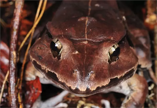 The Malesian Frog  /  Peat Swamp Frog - Tanjung Puting National Park - Kalimantan - Borneo - Indonesia