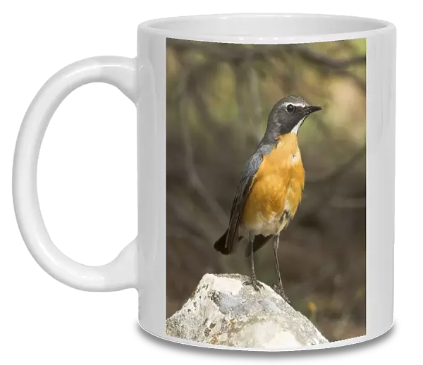White-throated Robin - adult male - Korkitelli Hills - Southern Turkey - May