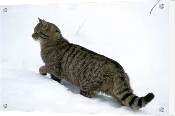 Wild Cat - in snow