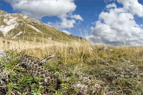 Ursini's viper - male in apennines habitat - Abruzzo - Italy