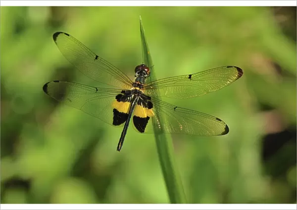 dragonfly - Tanjung Puting National Park - Kalimantan - Borneo - Indonesia. Order: Odonata