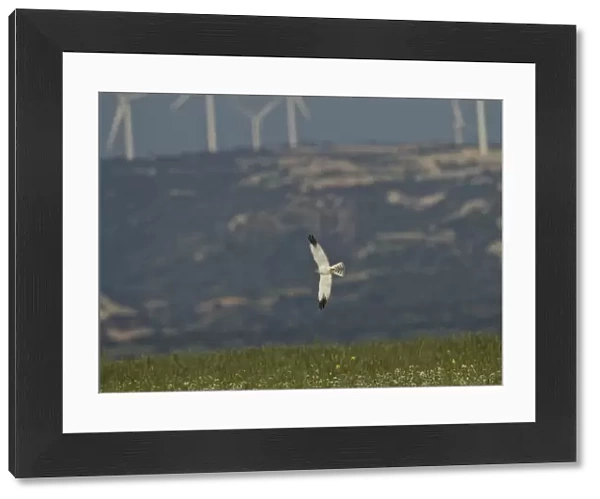 Pallid Harrier - male in flight - Southern Cyprus - April