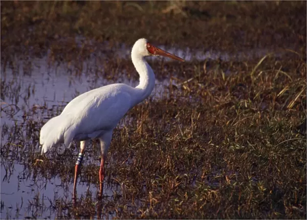 Siberian White  /  Siberian  /  Snow Crane - Keoladeo National Park - Bharatpur - India
