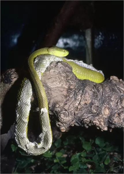 Pope's Pit Viper - shedding skin - South East Asia