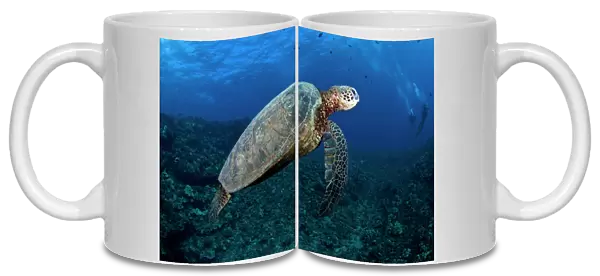 Hawksbill Turtle - Lana'i - Maui