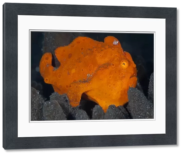 Painted Frogfish - Indonesia