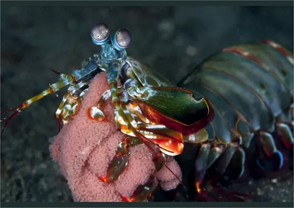 Mantis Shrimp - with eggs - Indonesia
