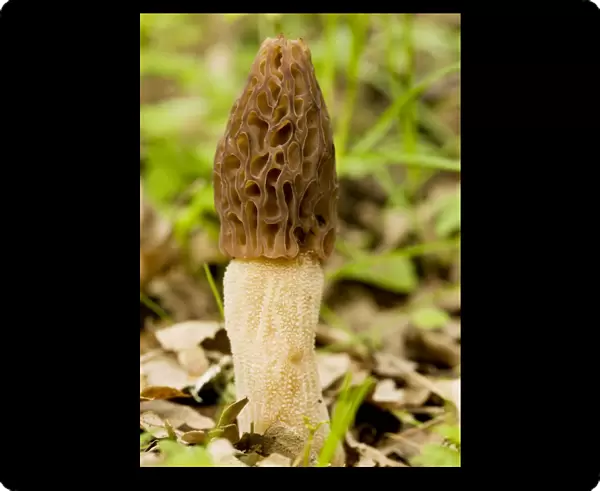 Morel - Edible spring fungus in woodland, Gargano Italy