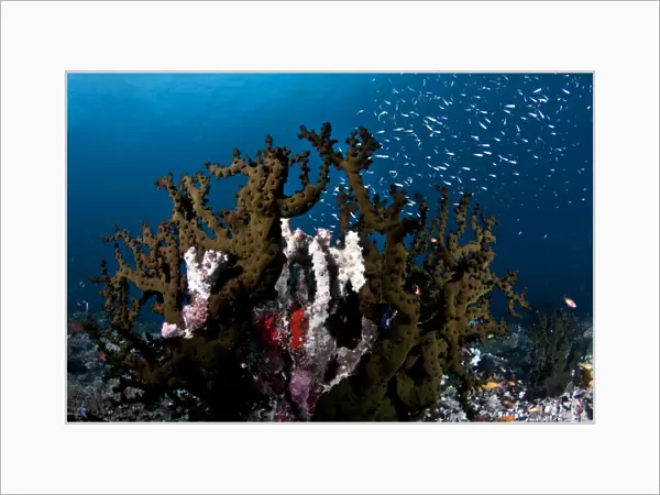 Tubastrea Micranthus Coral - Rasdhoo - North-Ari Atoll - Maldives