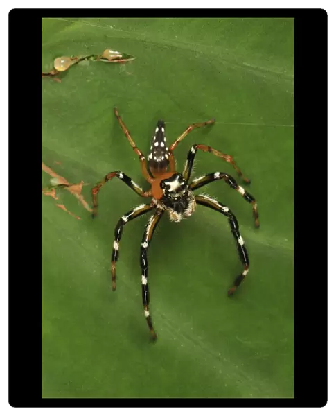 Jumping spider - Gunung Leuser National Park - Northern Sumatra - Indonesia