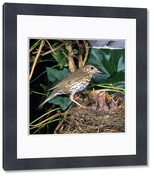 Song Thrush - at nest with young