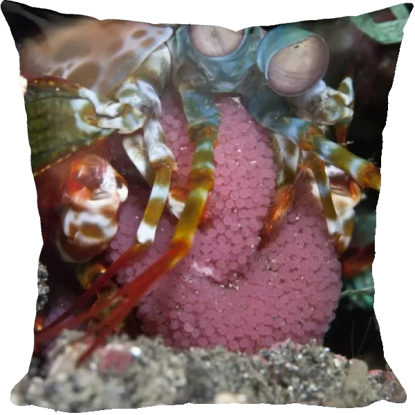 Mantis Shrimp - with eggs - Indonesia