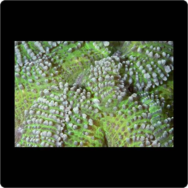 Brain Coral - close up - Indonesia