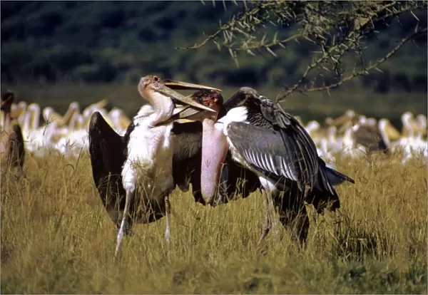 Marabou Storks - fighting