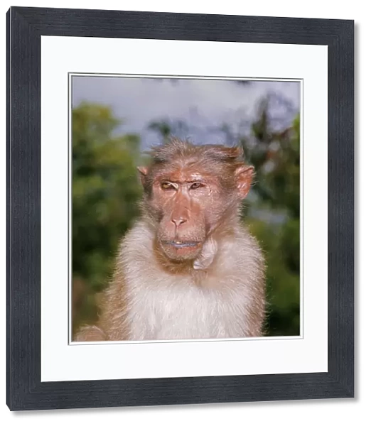 Bonnet Macaque Monkey JPF 48 Macaca radiata © Jean Paul Ferrero  /  ARDEA LONDON