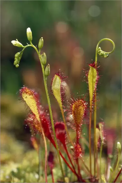 Great Sundew - in bog New Forest, UK