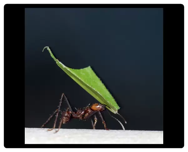 Leafcutter Ant - carrying fragments of harvested leaves at night - Tropical America
