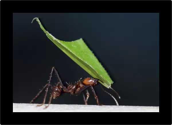 Leafcutter Ant - carrying fragments of harvested leaves at night - Tropical America