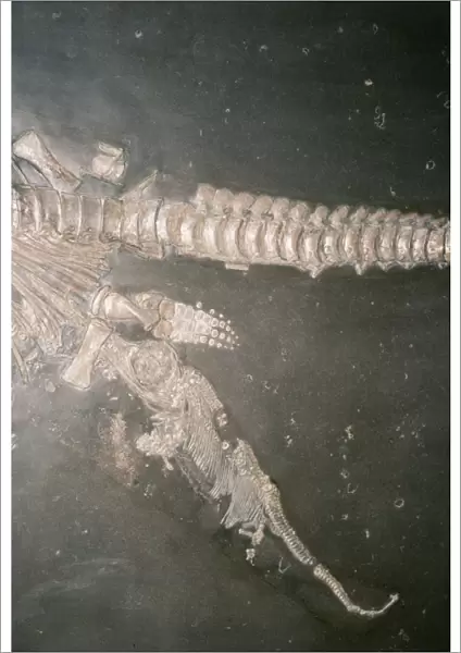 Fossil Ichthyosaur giving birth