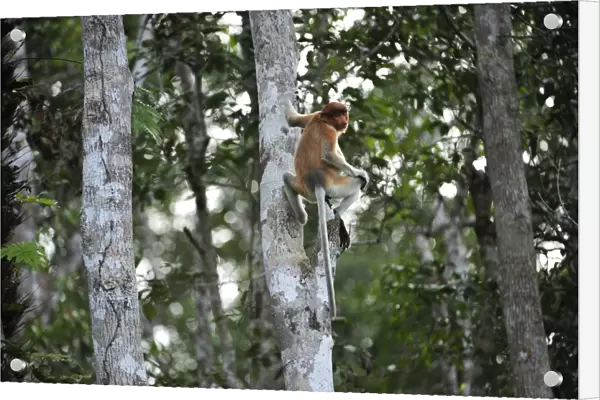 Proboscis Monkey - female - Tanjung Puting National Park - Kalimantan - Borneo - Indonesia