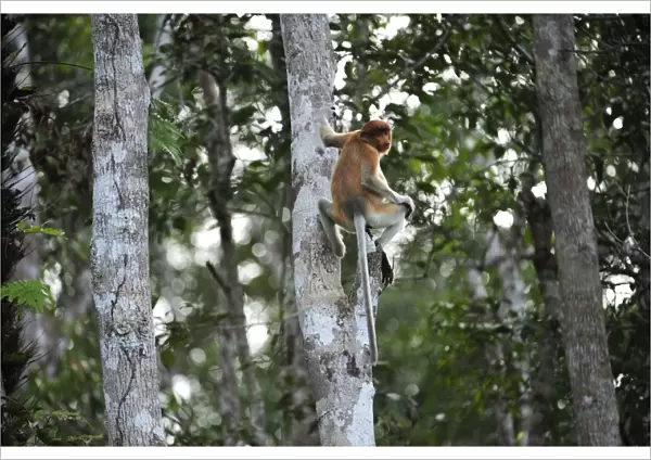 Proboscis Monkey - female - Tanjung Puting National Park - Kalimantan - Borneo - Indonesia