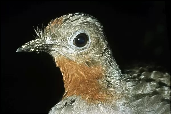 Superb Lyrebird - Australia